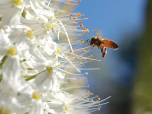 سریش ، نیلوفر دم روباهی